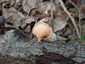 Sugaras likacsosgomba (Neofavolus alveolaris), Budai-hegység